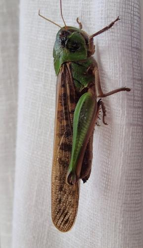 Réf. 335 393 : Locusta migratoria